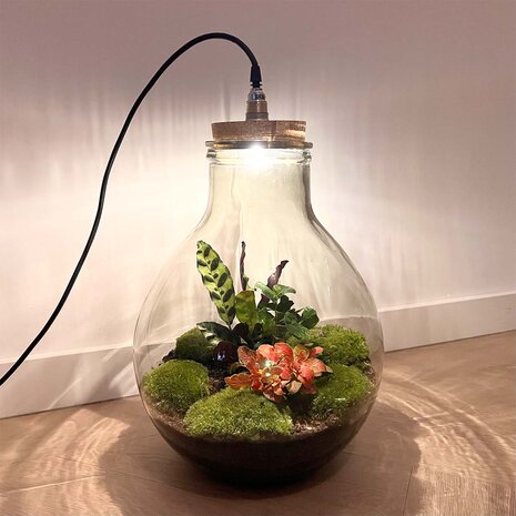 Terrarium Diy Kit - Big Paul Red Xl - Bottle Garden - ↑ 40 Cm With cord lighting