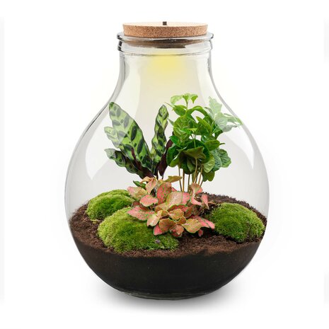 Terrarium Diy Kit - Big Paul Red Xl - Bottle Garden - ↑ 40 Cm With led light in cork