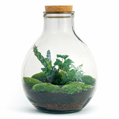 Terrarium Diy Kit - Big Paul Jungle - Bottle Garden - ↑ 40 Cm Without LED light
