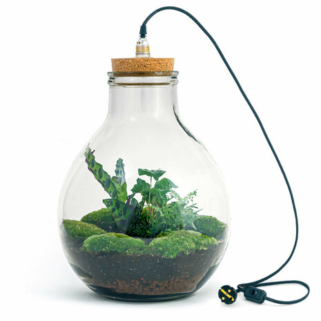 Terrarium Diy Kit - Big Paul Jungle - Bottle Garden - ↑ 40 Cm With LED light
