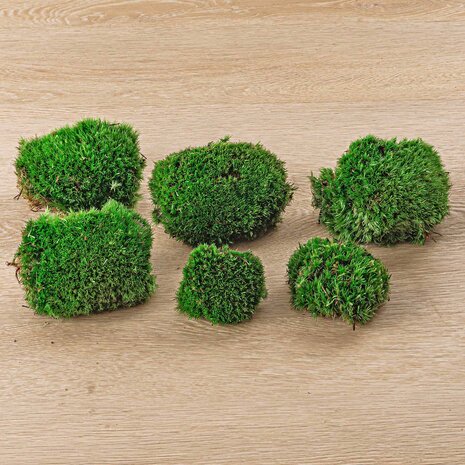 Live Cushion Moss - Premium Fresh Moss - Bun Moss - Pillow Moss - Leucobryum Glaucum 4 bags (12 pcs)