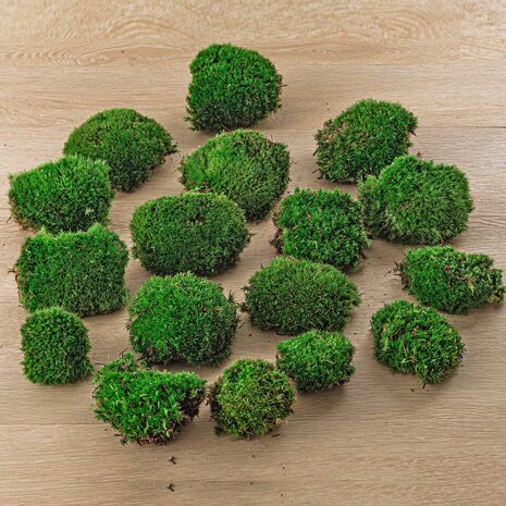 Live Cushion Moss - Premium Fresh Moss - Bun Moss - Pillow Moss - Leucobryum Glaucum 4 bags (12 pcs)