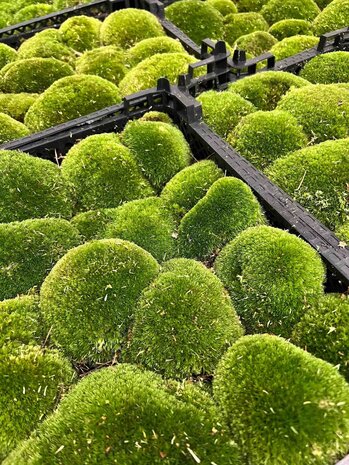 Live Cushion Moss - Premium Fresh Moss - Bun Moss - Pillow Moss - Leucobryum Glaucum 4 bags (12 pcs)