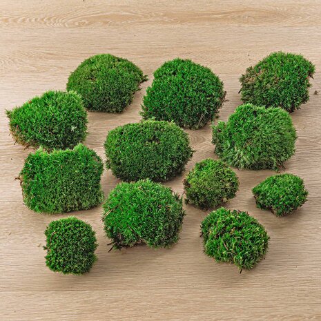 Live Cushion Moss - Premium Fresh Moss - Bun Moss - Pillow Moss - Leucobryum Glaucum 5 bags (15 pcs)