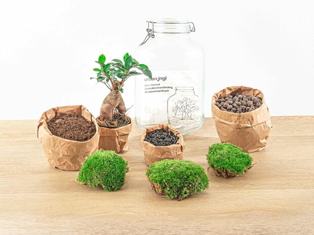 Jar Terrarium Kit - Calathea Lancifolia - Bottle Garden - ↑ 28 Cm Coffea Arabica