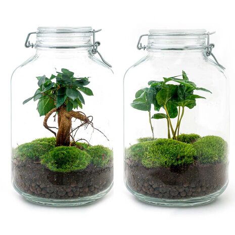 Jar Terrarium Kit - Bottle Garden - ↑ 28 Cm Coffea Arabica