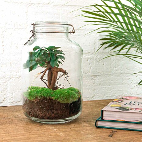 Jar Terrarium Kit - Bottle Garden - ↑ 28 Cm Coffea Arabica