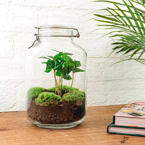 Jar Terrarium Kit - Bottle Garden - ↑ 28 Cm Coffea Arabica