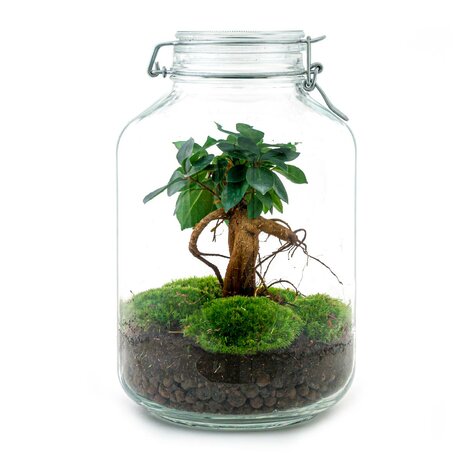 Jar Terrarium Kit - Bottle Garden - ↑ 28 Cm Coffea Arabica
