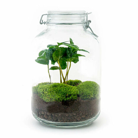 Jar Terrarium Kit - Bottle Garden - ↑ 28 Cm Coffea Arabica