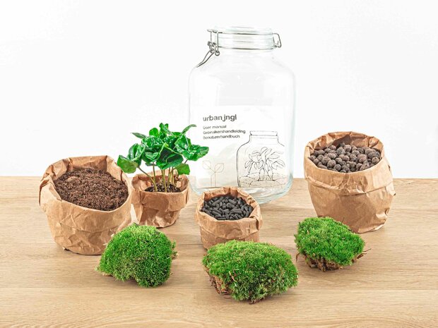 Jar Terrarium Kit - Bottle Garden - ↑ 28 Cm Coffea Arabica