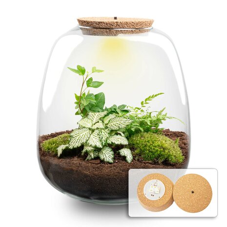 Terrarium Diy Kit - Emma - Diy Kit - ↑ 25 Cm - Ø 23 Cm Yes Bonsai Pink