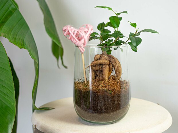 Vase Martin - Diy Kit - ↑ 17 Cm Without heart Hedera Helix