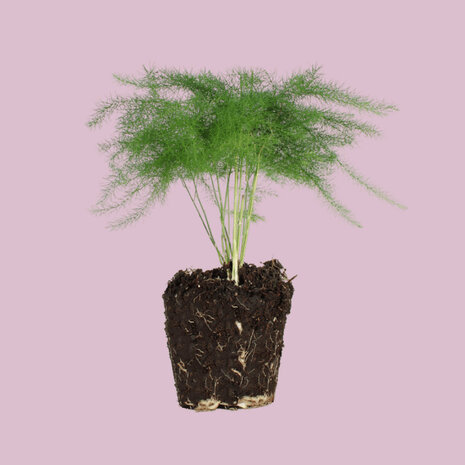 Asparagus - Potsize 6 Cm - 15-20 Cm High