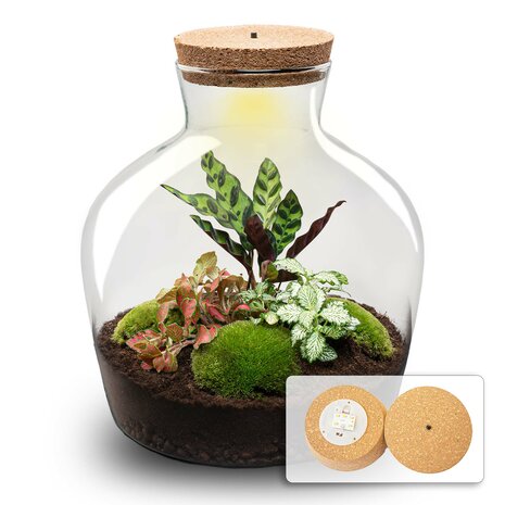 Terrarium Diy Kit - Fat Joe Red - Bottle Garden - ↑ 30 Cm No