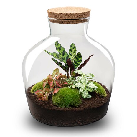 Terrarium Diy Kit - Fat Joe Red - Bottle Garden - ↑ 30 Cm No