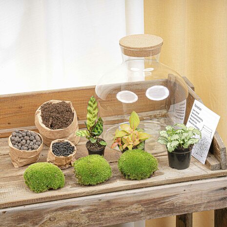 Terrarium Diy Kit - Fat Joe Red - Bottle Garden - ↑ 30 Cm No