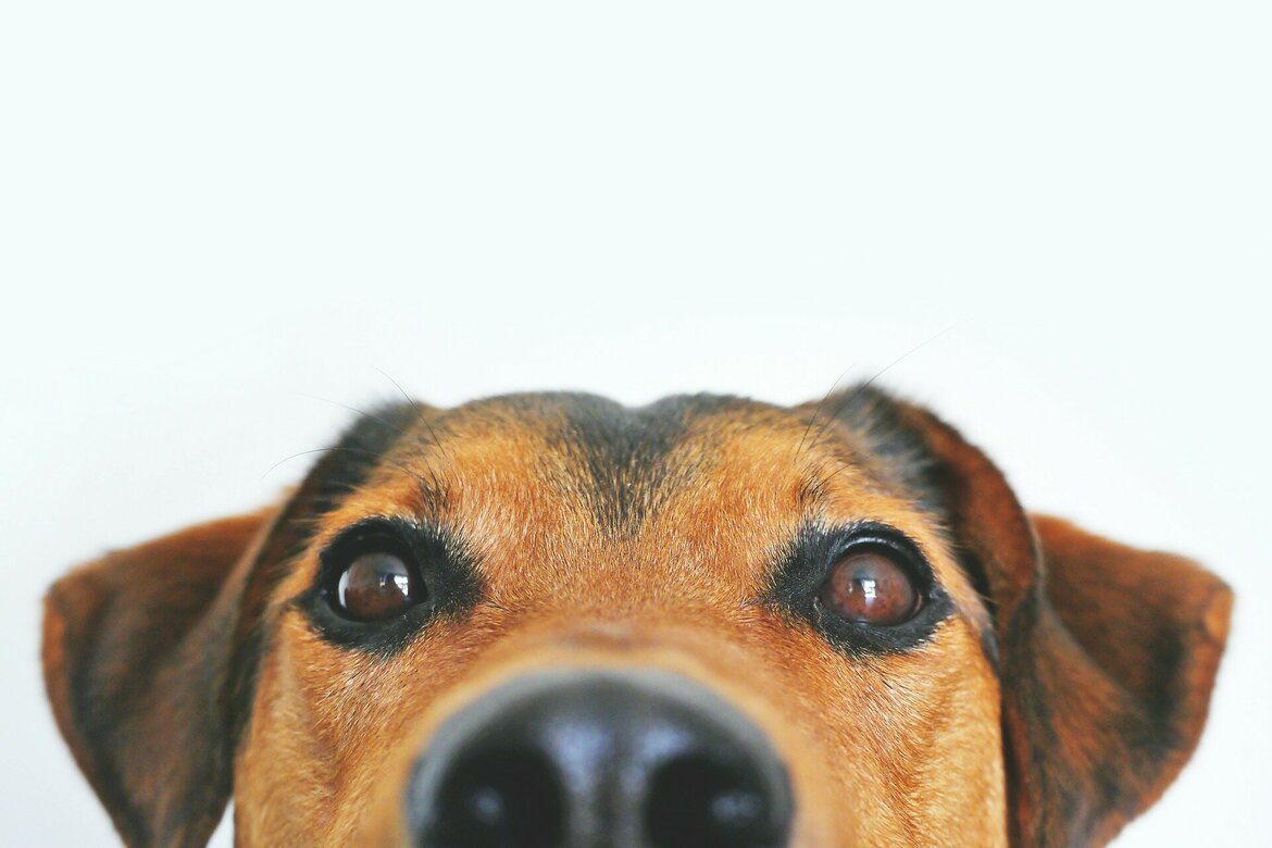 HOND